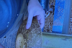 2025_07_15_NEOWTA_130